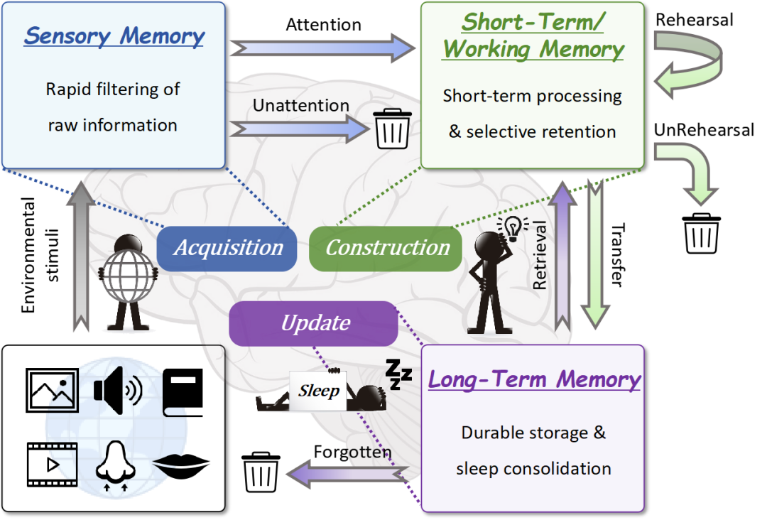 Atkinson-Shiffrin人类记忆三阶段模型,LightMem的理论灵感来源